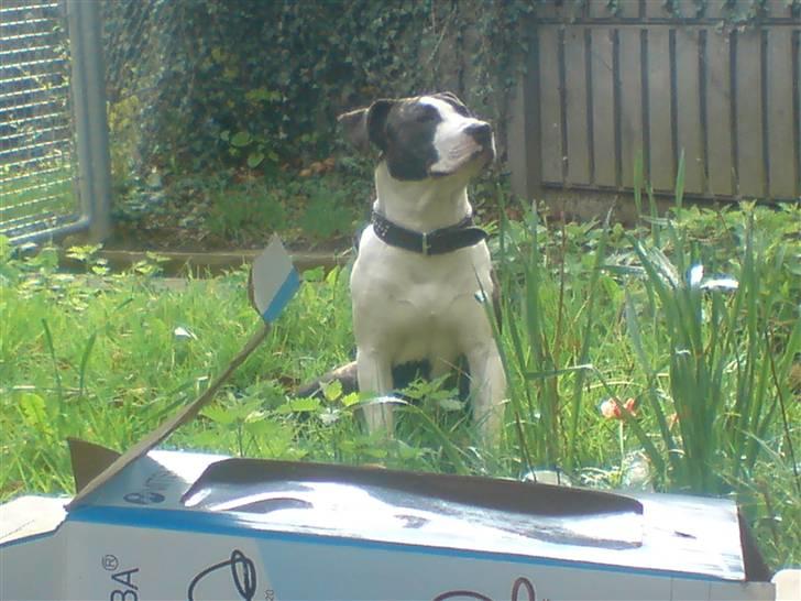 Amerikansk staffordshire terrier Armani billede 12