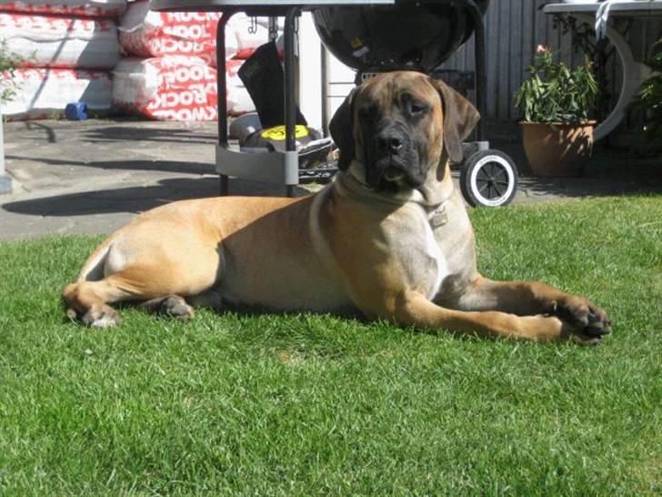 Boerboel Clyde - R.I.P billede 15