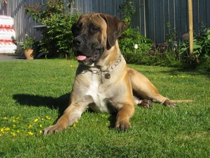 Boerboel Clyde - R.I.P billede 16