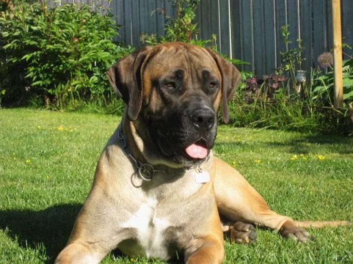 Boerboel Clyde - R.I.P billede 17