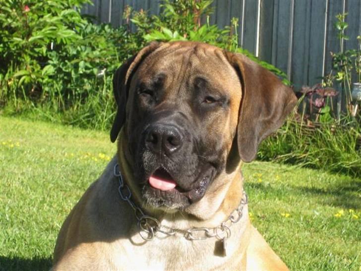 Boerboel Clyde - R.I.P billede 18