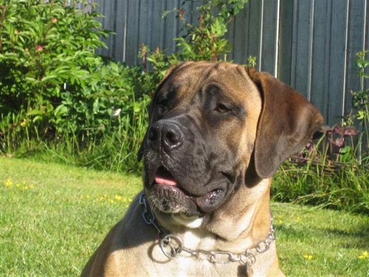 Boerboel Clyde - R.I.P billede 19