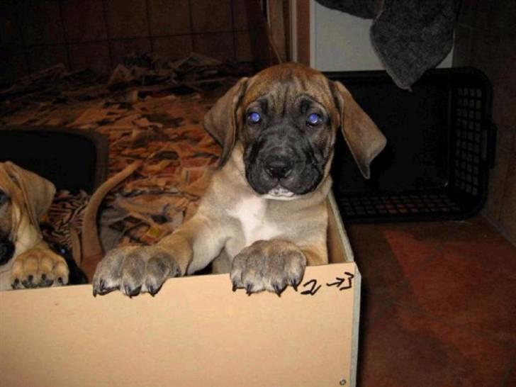 Boerboel Clyde - R.I.P billede 20