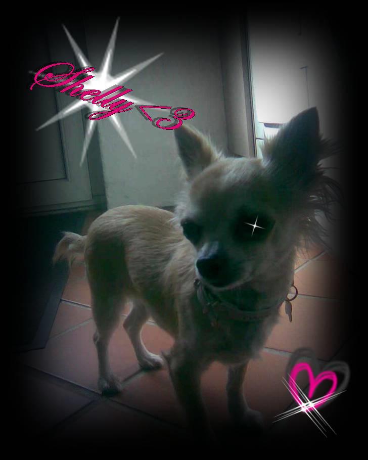 Chihuahua Shelly!<3 billede 1