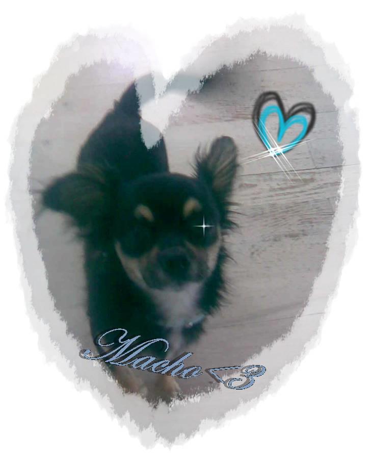 Chihuahua Macho!<3 billede 1