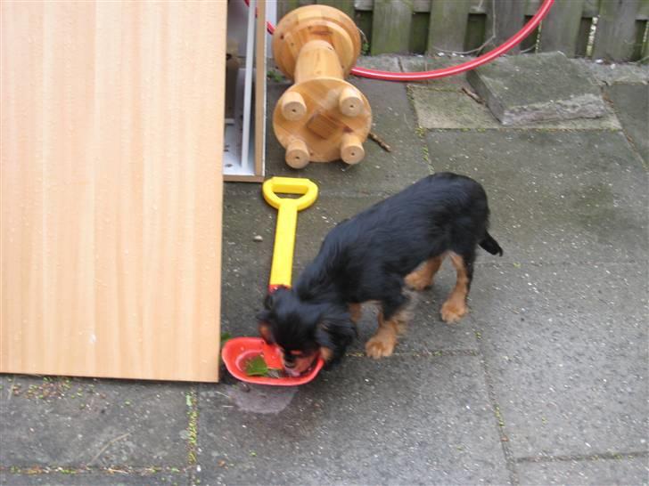 Cavalier king charles spaniel † Cosmo † - Cosmo 16 uger - Jeg var lige så tørstig:-) billede 10