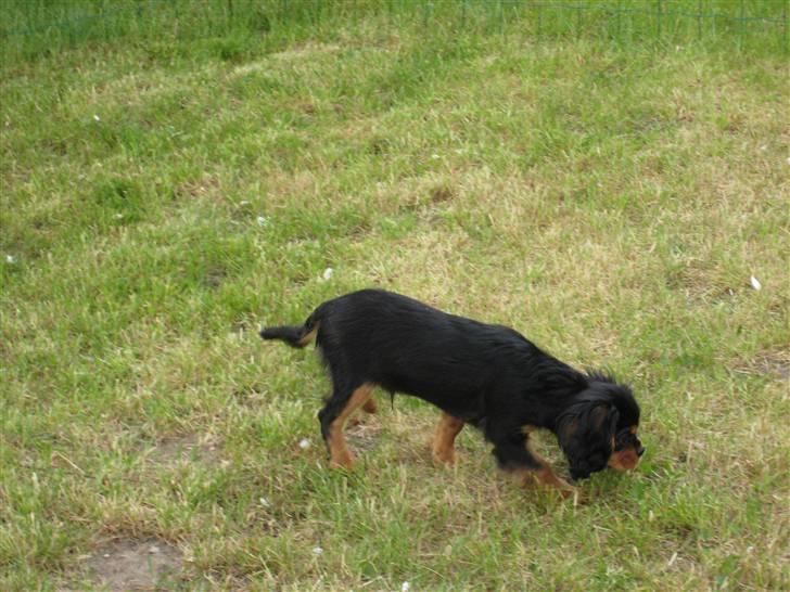 Cavalier king charles spaniel † Cosmo † - Cosmo 16 uger - Jeg har alså ikke gjort noget :-) billede 11