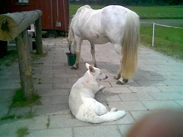 Hvid schæfer Rico - Rico er tillidsfuld over for min hest Svalur billede 12