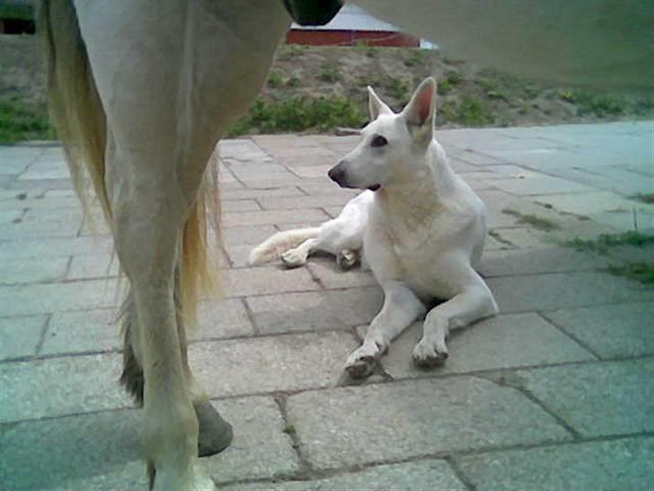 Hvid schæfer Rico billede 13