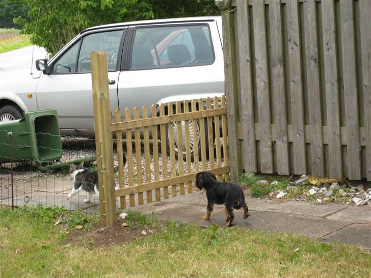 Cavalier king charles spaniel † Cosmo † - Øv hvorfor skal der lige være hegn for... Cosmo 14 uger. billede 12