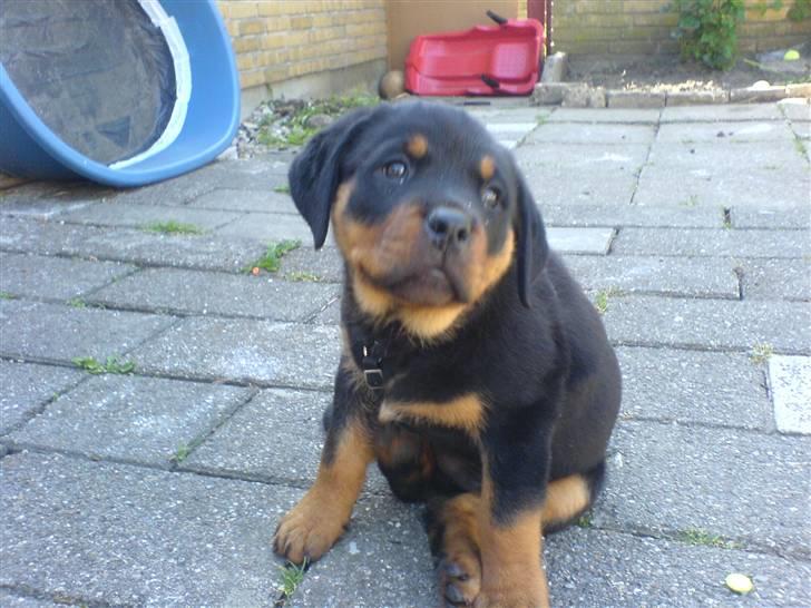 Rottweiler Kenja billede 14