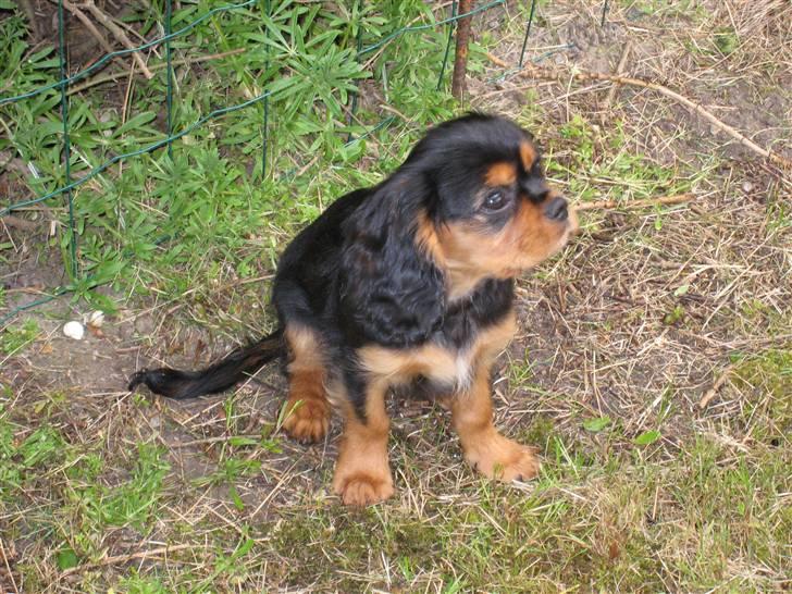 Cavalier king charles spaniel † Cosmo † - Cosmo 12 uger billede 13