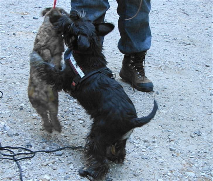 Dvaergschnauzer OFELIA billede 2