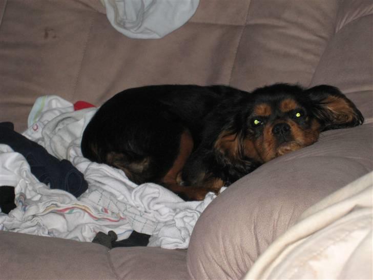 Cavalier king charles spaniel † Cosmo † - Godnat billede 14