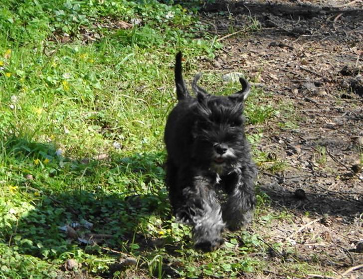 Dvaergschnauzer OFELIA billede 5