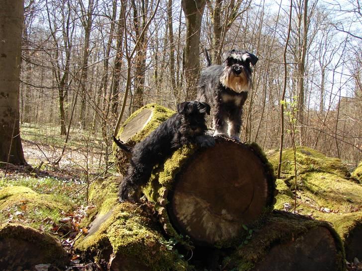 Dvaergschnauzer OFELIA billede 6