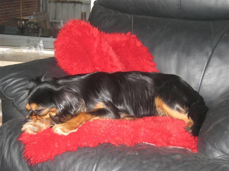 Cavalier king charles spaniel † Cosmo † billede 15