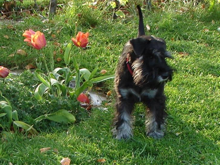 Dvaergschnauzer OFELIA billede 7