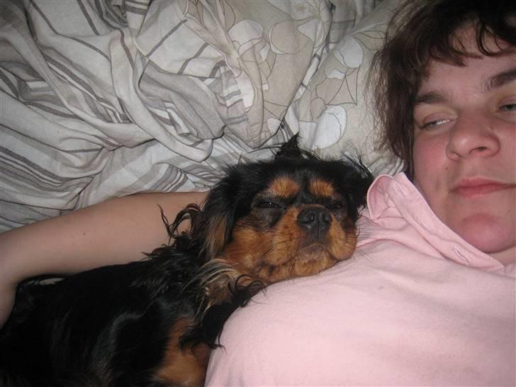 Cavalier king charles spaniel † Cosmo † - Ja her ligger jeg alså rigtig godt ved min mor. Trygt og godt:-) billede 16
