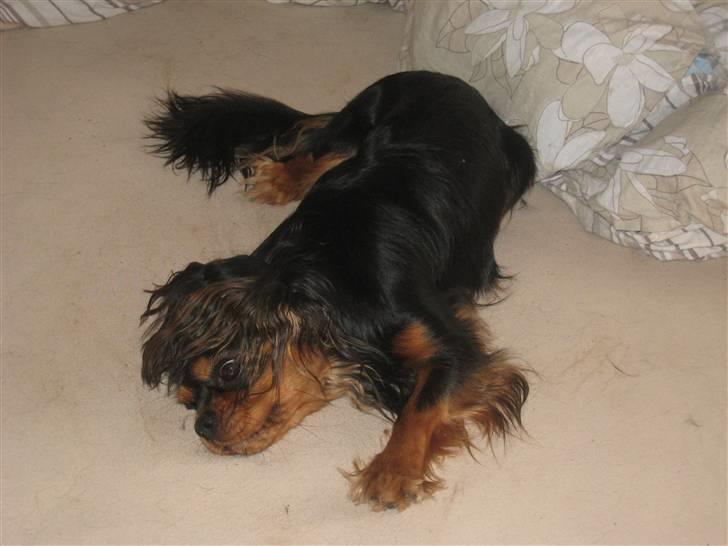 Cavalier king charles spaniel † Cosmo † billede 17