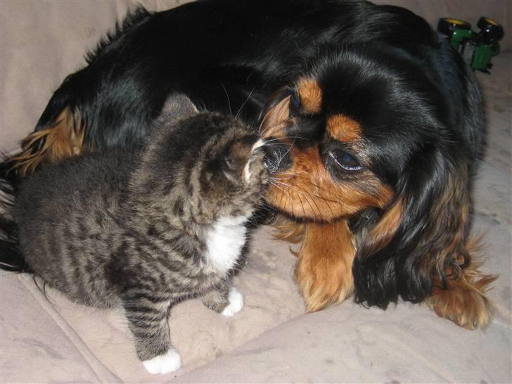 Cavalier king charles spaniel † Cosmo † - En lille mys til Tiger;-) billede 18