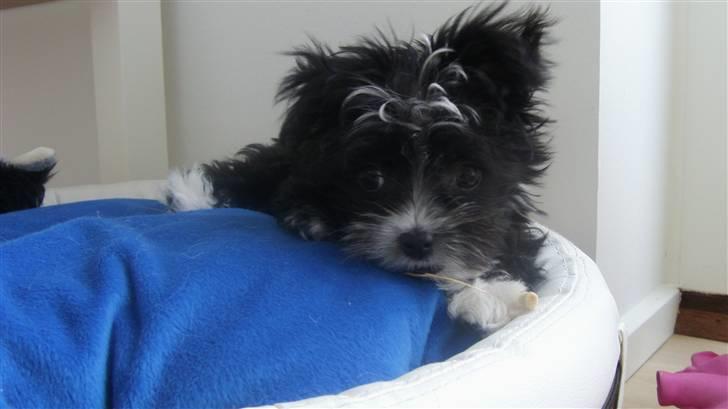 Blanding af racer Carlo billede 1