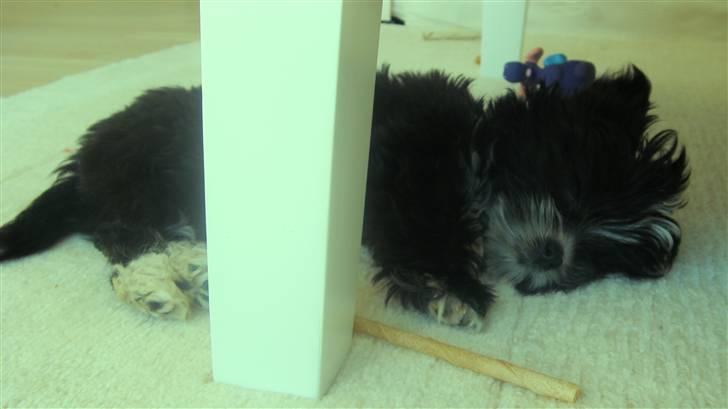 Blanding af racer Carlo billede 2