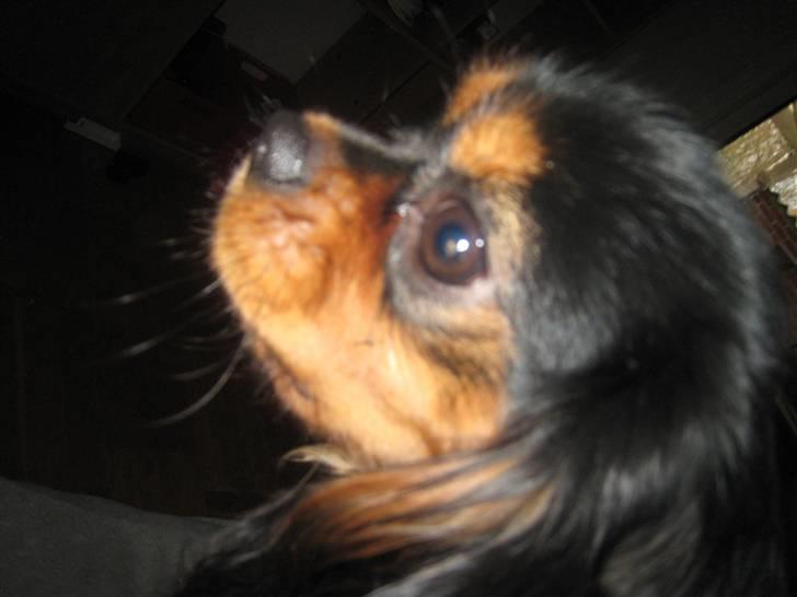 Cavalier king charles spaniel † Cosmo † billede 19