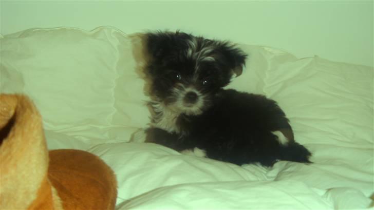 Blanding af racer Carlo billede 3