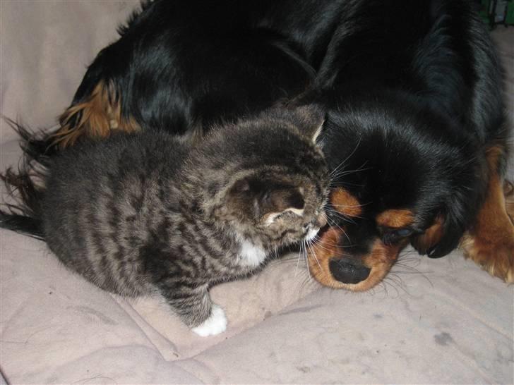 Cavalier king charles spaniel † Cosmo † - Cosmo sammen med vores lille kat Tiger. Cosmo elsker hende:-) billede 20