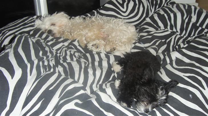 Blanding af racer Carlo billede 4