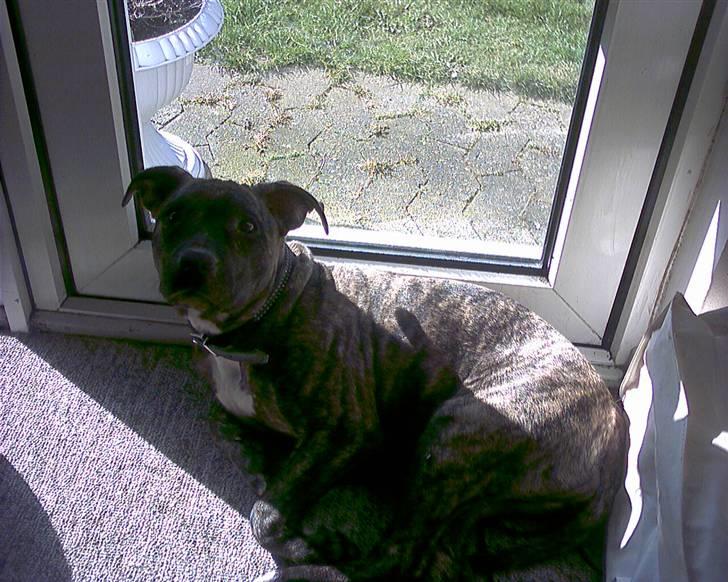 Amerikansk staffordshire terrier luca billede 16