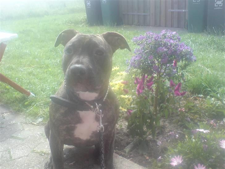 Amerikansk staffordshire terrier luca billede 17