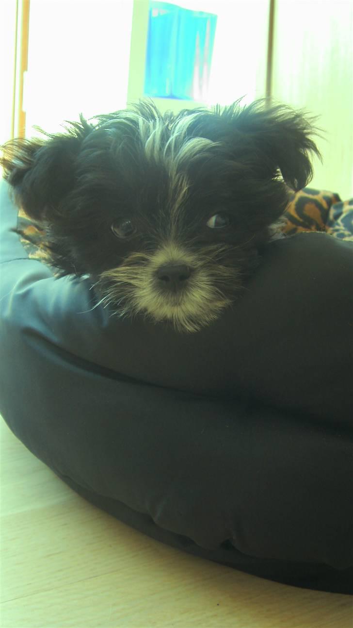 Blanding af racer Carlo billede 5