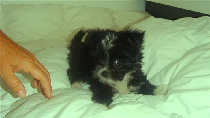 Blanding af racer Carlo billede 6