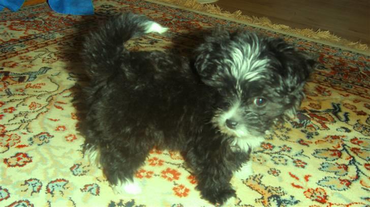 Blanding af racer Carlo billede 7