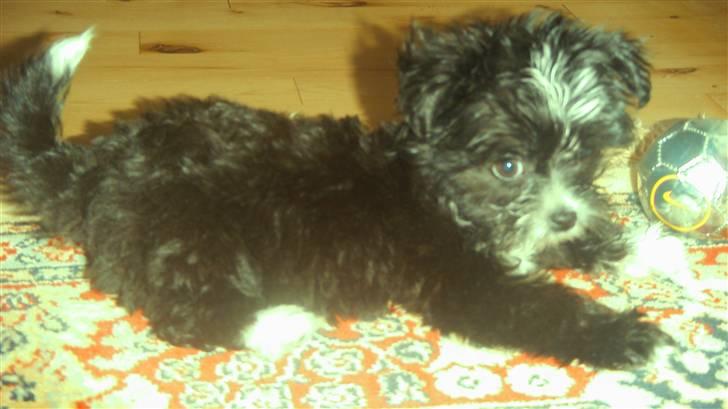 Blanding af racer Carlo billede 8