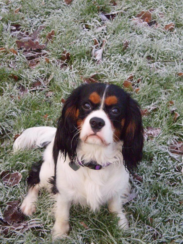 Cavalier king charles spaniel GONZO - søde Gonzo i hans lækre kurv billede 1