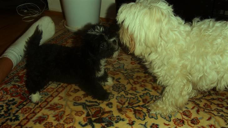 Blanding af racer Carlo billede 9