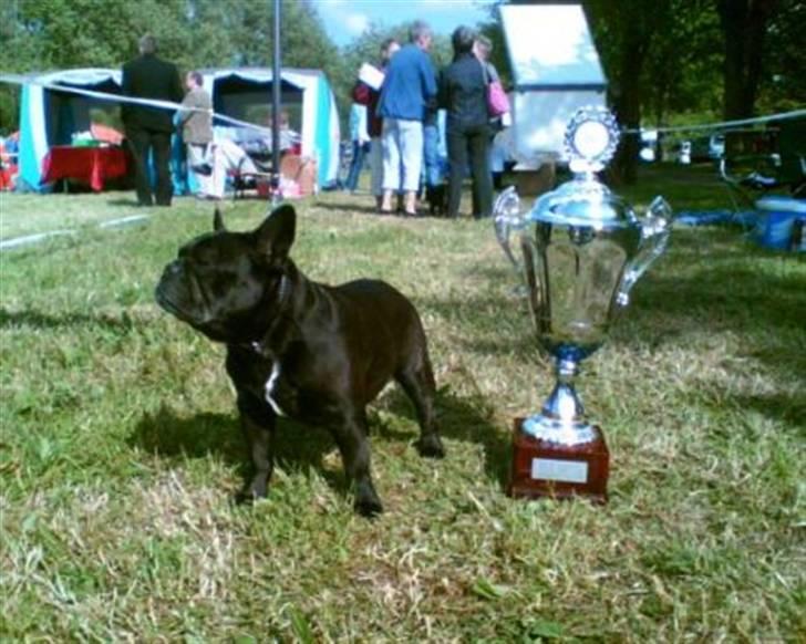 Fransk bulldog Blance Noir's Nocturne - På Bøsøre 2007 med sin pokal for Årets seniortæve 2006. billede 16