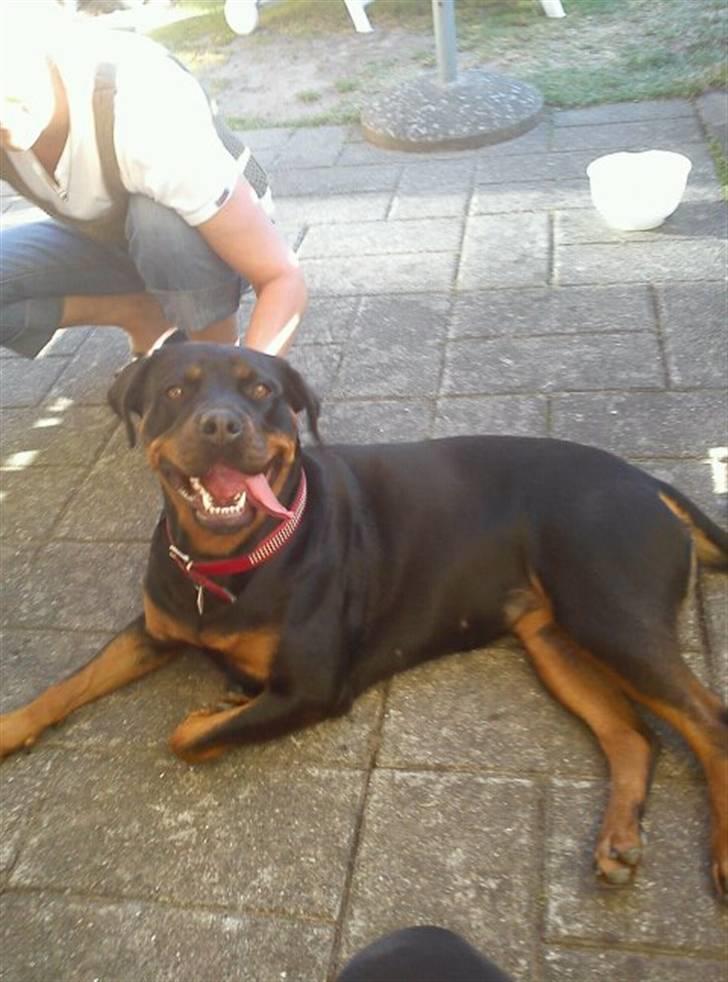 Rottweiler Kayla † billede 1