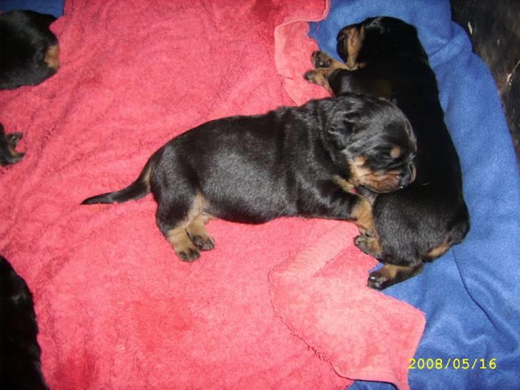 Rottweiler Kayla † - Kayla pigen har fundet hendes svar på en hovedpude :D billede 2