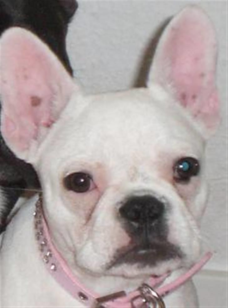 Fransk bulldog emma - lille hvalp billede 1
