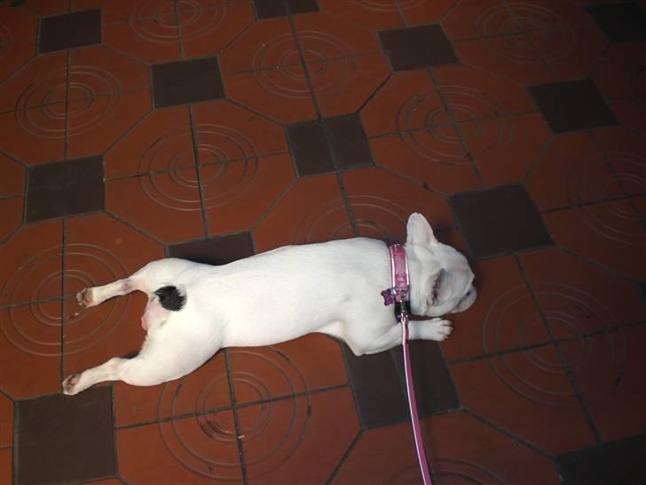 Fransk bulldog emma - slapper lige inden vi tager til jylland billede 2