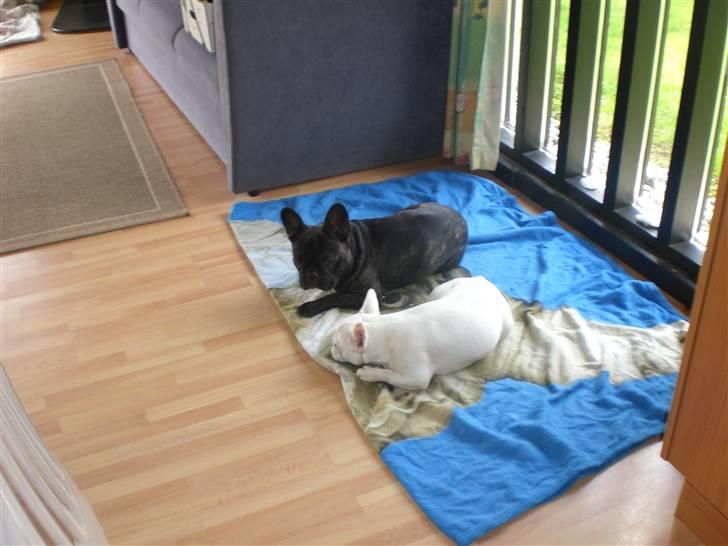 Fransk bulldog emma - vi tager os lige en lille slapper billede 3