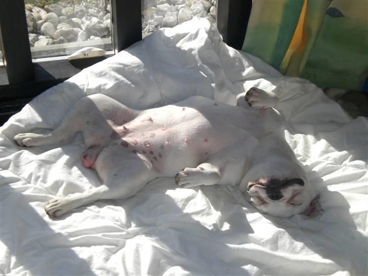 Fransk bulldog emma - godnat billede 4