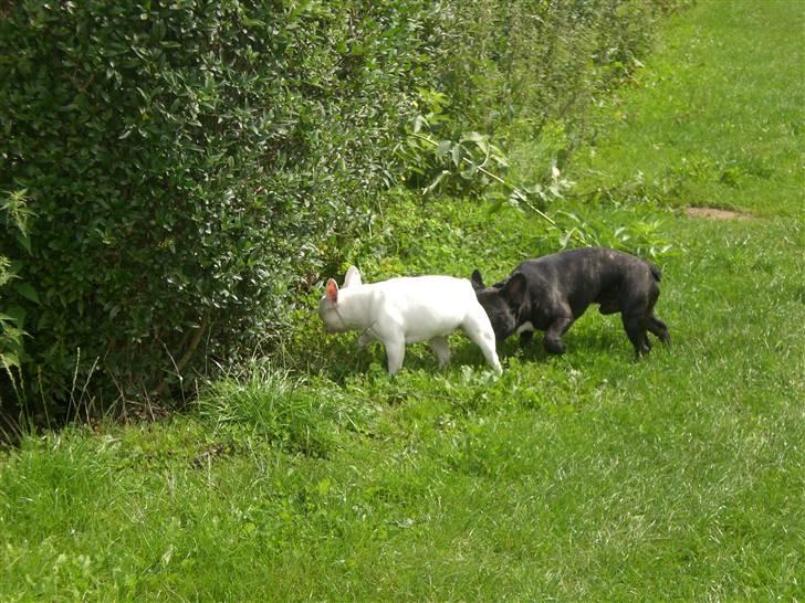 Fransk bulldog emma - dejlig sommer i jylland 08 billede 5