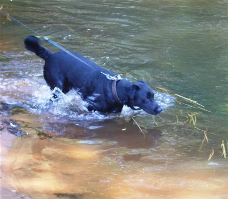 Blanding af racer Fie. - Taget d. 9. juni. 2008. Jeg bader i åen, jubii.... billede 16