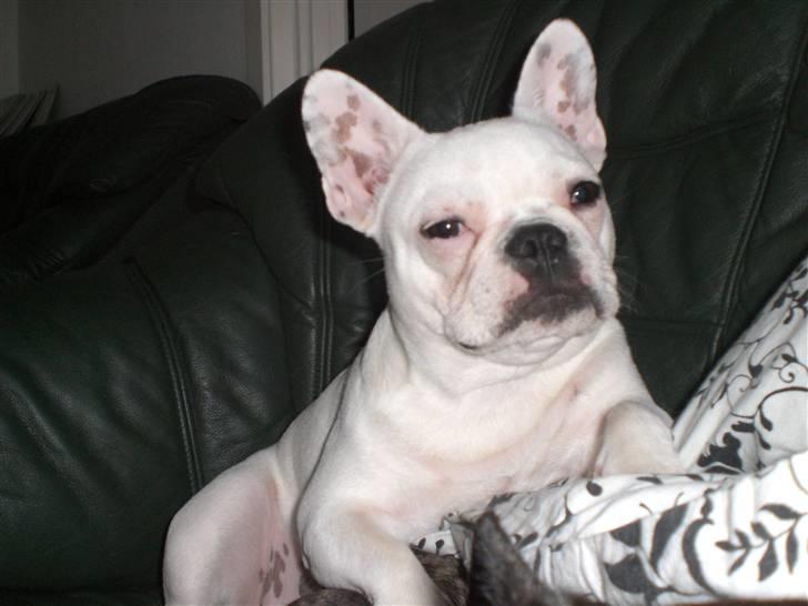 Fransk bulldog emma billede 6