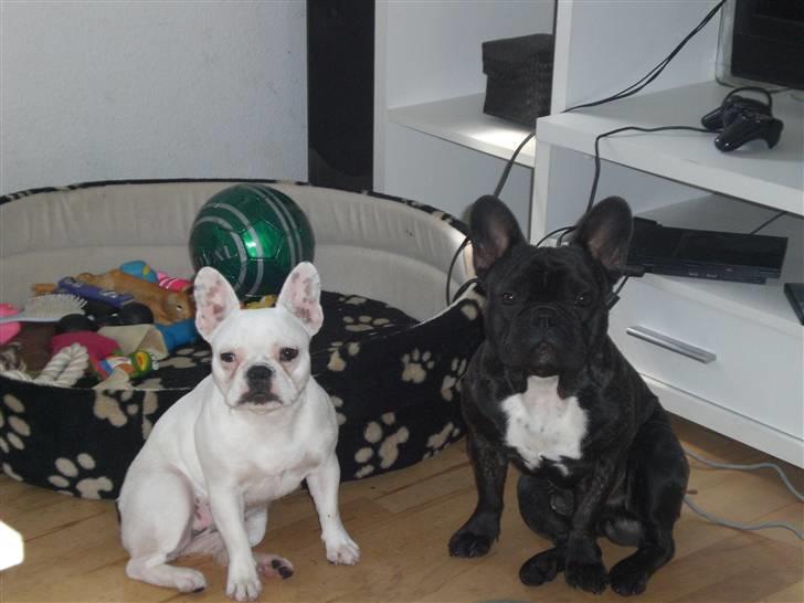 Fransk bulldog emma billede 7